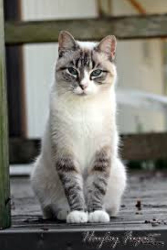 The enduring charm of cats